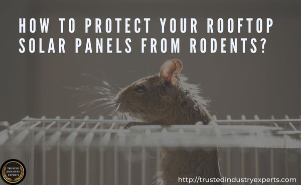 How to Protect Your Rooftop Solar Panels from Rodents?
